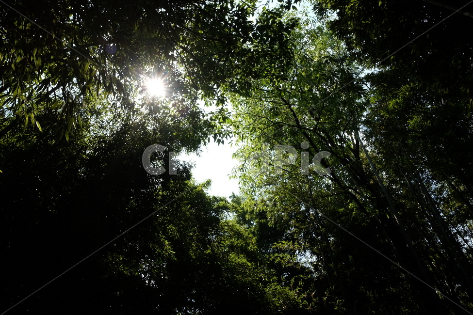 나무,숲,숲길,자연,풍경,nature,green,tree,초록