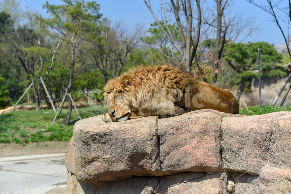 동물원,사자,낮잠,수사자,봄,동물,animal,포유류,mammal