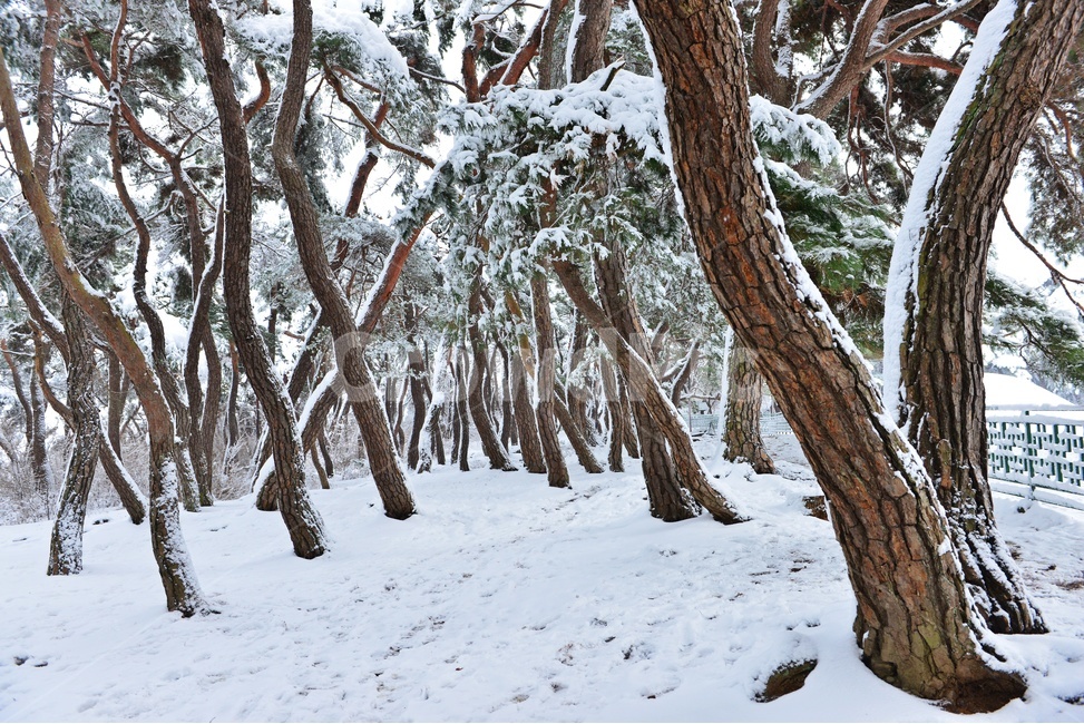 tree,나무,plant,식물,treetrunk,나무줄기,nature,자연,outdoors,옥외,경주,삼릉,소나무,솔숲,삼릉소나무,삼릉설경,겨울,계절,폭설,겨울,계절,winter,season,자연,풍경,nature,landscape