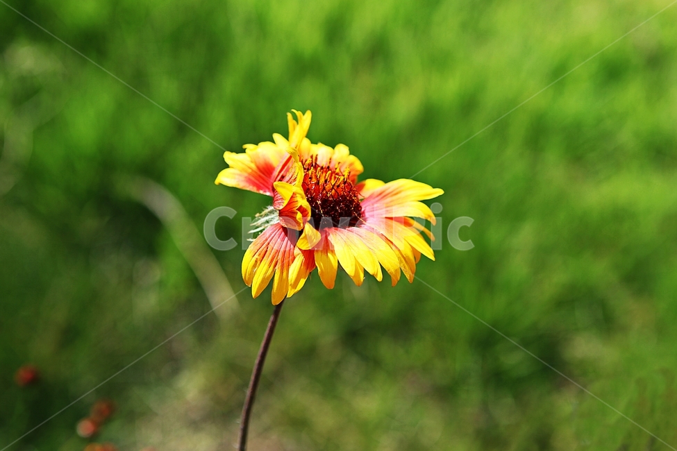 인디언국화,국화,꽃,식물,공원,식물,자연,plants,nature,꽃,flower