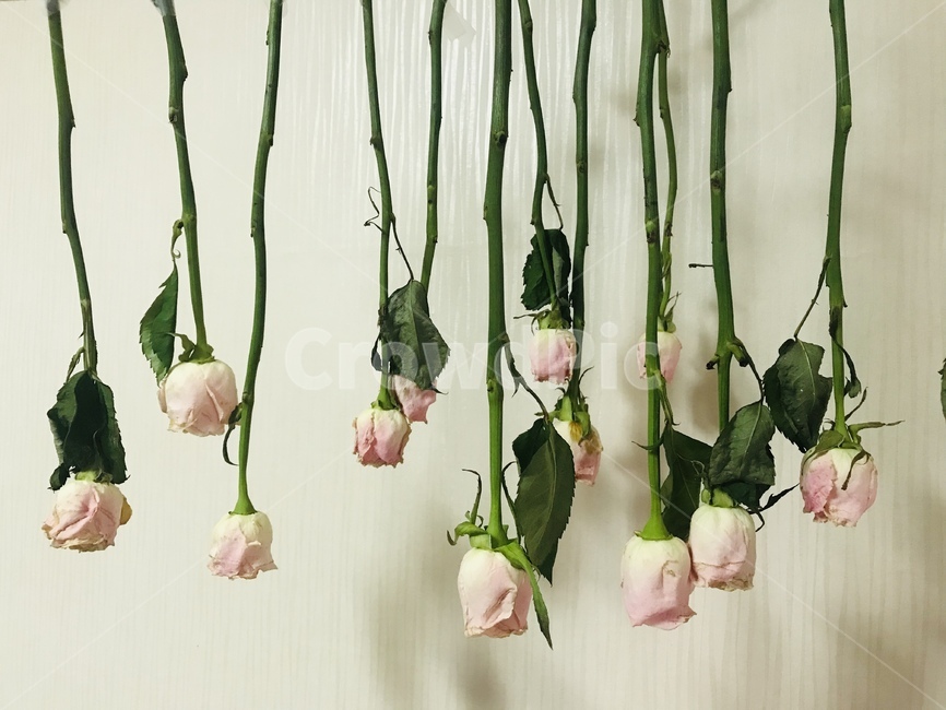 장미,장미말리기,부케,꽃,장미꽃,꽃,flower