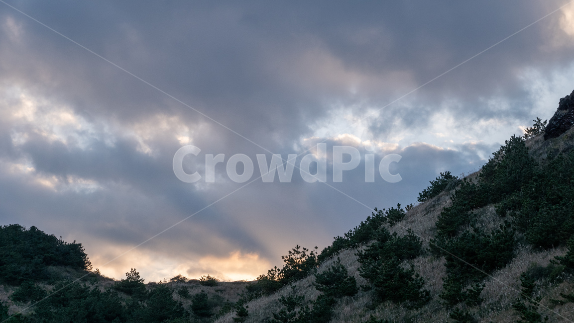grassland,목초지,field,outdoor,들,송악산,제주,제주도,jeju,송악산둘레길,풍경,landscape,nature,자연,outdoors,옥외,fir,전나무,plant,tree,식물,나무,하늘,sky,해질녘,twilight,구름,cloud