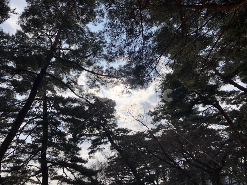 하늘,나뭇잎,나무,산,산속,여유,감성,자연,풍경,nature,landscape,tree,plant,식물,fir,전나무