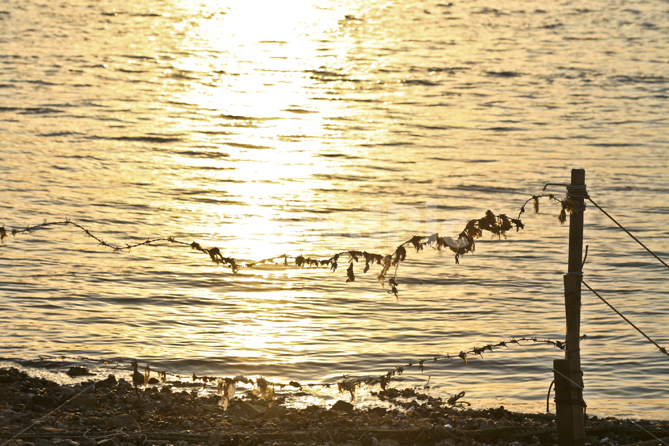 물,water,철조망,경계선,햇빛,물빛,자연,풍경,nature,landscape,outdoors,옥외