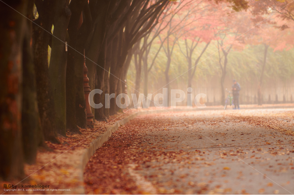 인천대공원,단풍,가을,낙엽,fall,붉은색,가을,계절,fall,autumn,season,자연,풍경,nature,landscape,plant,식물