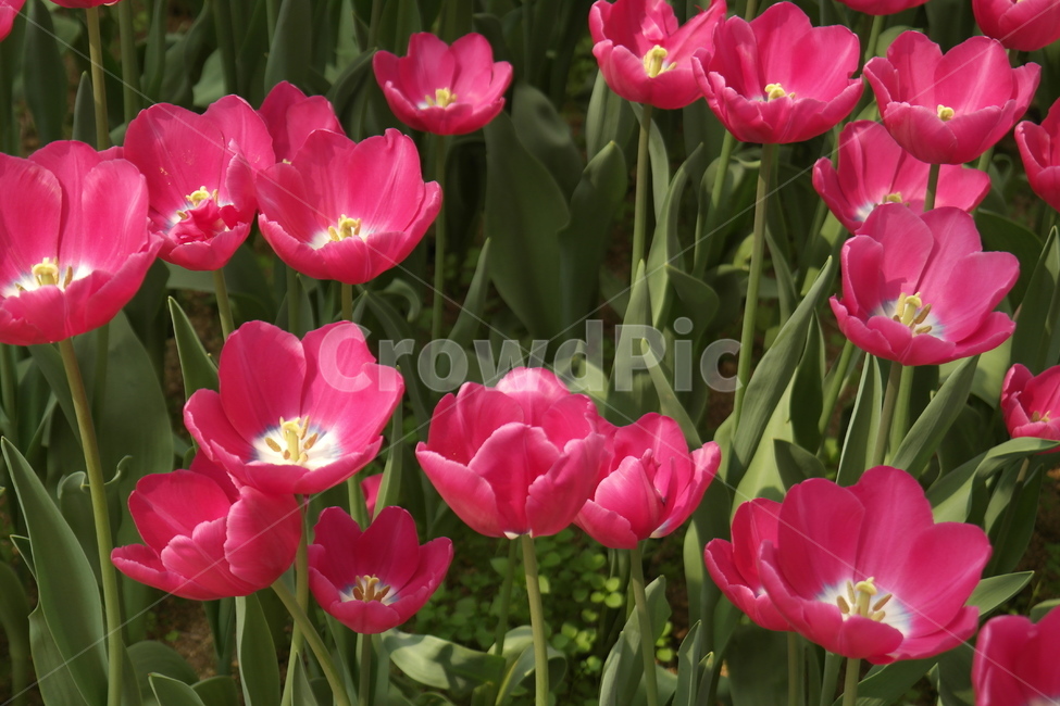 꽃,자연,식물,접사,튤립,꽃봉오리,flower,nature,향기,분홍,빨강,붉은,tulip,tulipagesneriana,백합목,구근초,식물,자연,plants,nature,꽃,flower