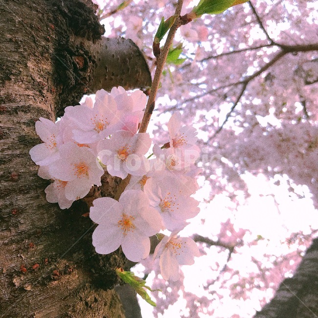 꽃,벚꽃,봄,flower,나무,봄,계절,spring,season,plant,식물,cherry blossom,blossom
