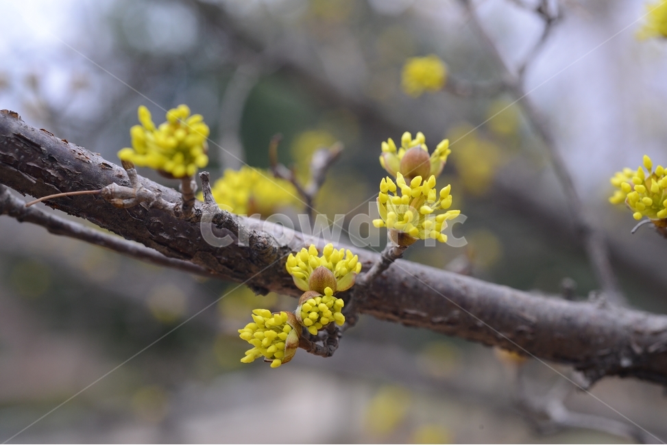 봄,꽃,자연,nature,클로즈업,closeup,산수유,spring,flower,노랑,봄,계절,spring,season,식물,자연,plants,nature,꽃,flower,plant