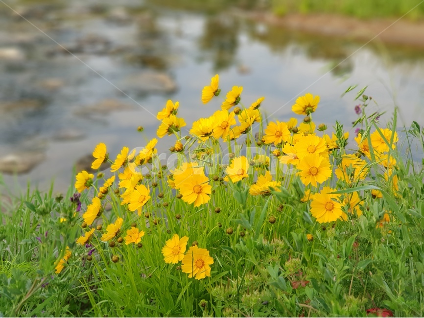 금계국,노랑,아침,봄,풍경,식물,자연,plants,nature,꽃,flower