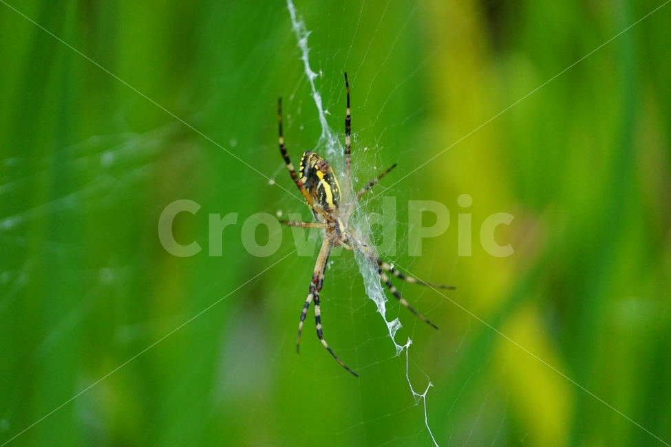 거미,곤충,거미줄,벌레,동물,스파이더,자연,spider,insect,nature,풀,식물,갈대,animal,계절,season,감성,접사,macro,풍경,landscape,동물,animal,곤충,벌레,insect,bug