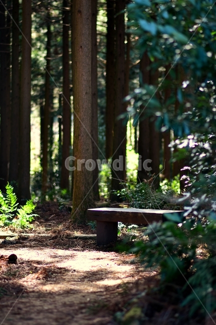 퐁경,벤치,의자,산책길,숲,숲의자,tree,식물,plant,나무,가구,furniture,세로,산책로,길,외로움,휴식,힐링,rest,relaxation,healing