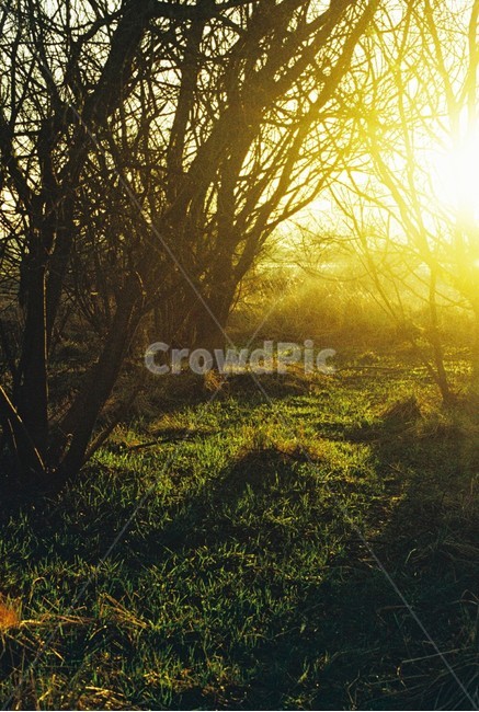 우포늪,자연,필름사진,아침,새벽,빛,나무,자연,풍경,nature,landscape,sunlight,햇빛,flare,플레어,light