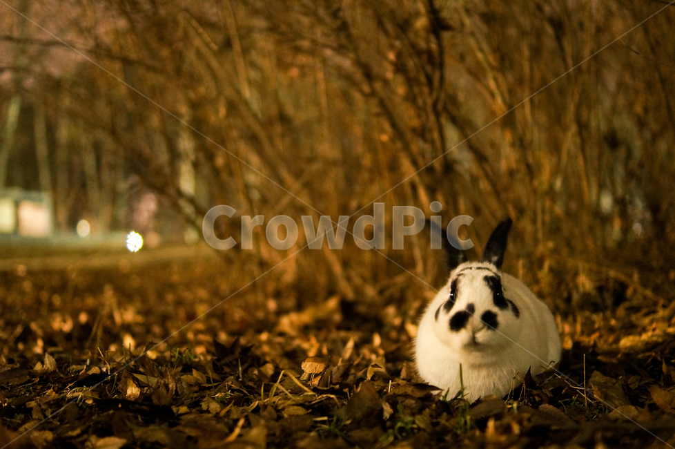 동물,포유류,토끼,animal,rabbit,동물,animal,포유류,mammal
