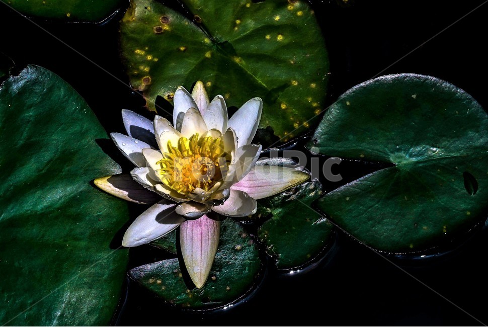 수련,연꽃,꽃,식물,자연,flower,식물,자연,plants,nature,꽃,flower