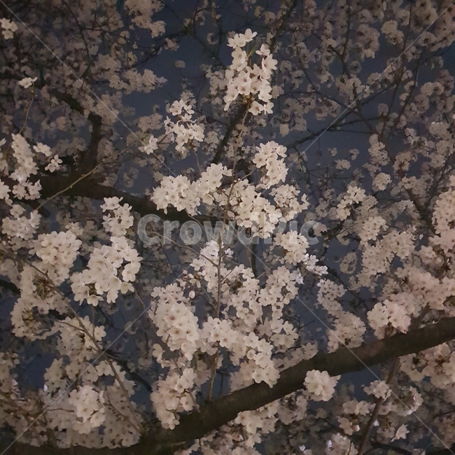 벚꽃,벚꽃송이,야경,봄,온천천