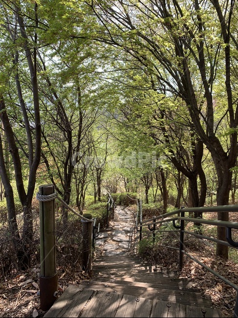 숲,forest,나무,푸른,초록,봄,tree,green,spring,summer