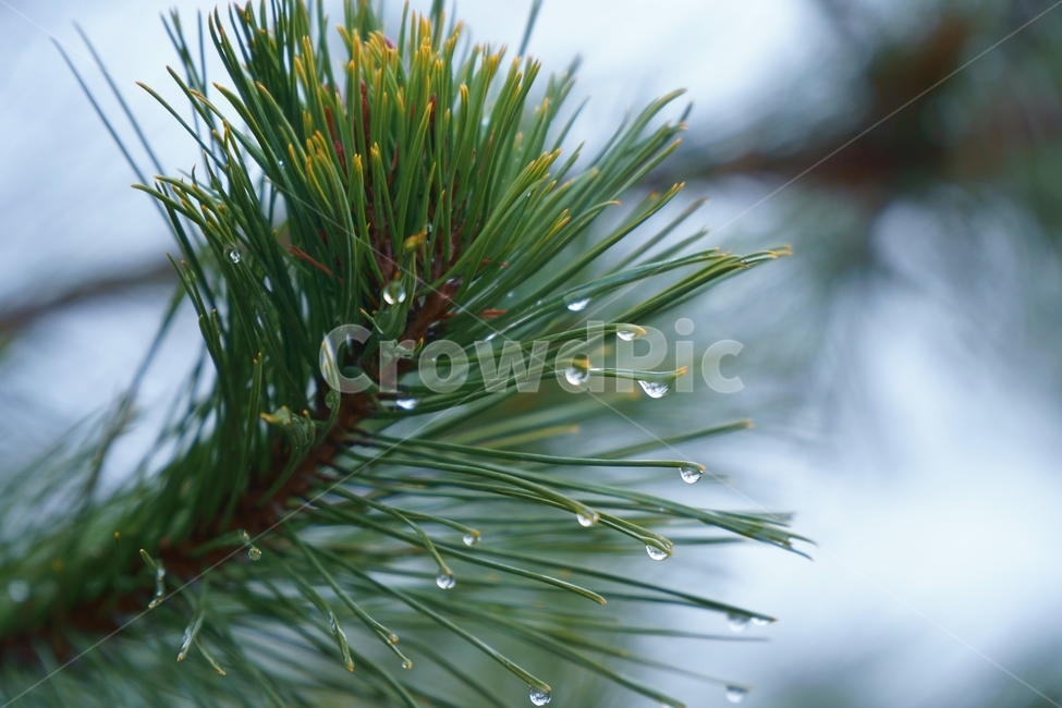 소나무,솔잎,새벽이슬,감성,tree,나무,plant,식물,pine,빗방울,이슬,솔나무,rain,싱그러움,자연,nature,식물,자연,plants,nature