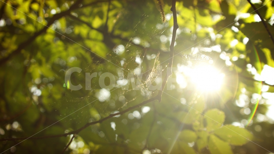 거미줄,햇빛,거미,곤충,태양,휴식,힐링,rest,relaxation,healing,식물,자연,plants,nature,감성,sensible,feeling