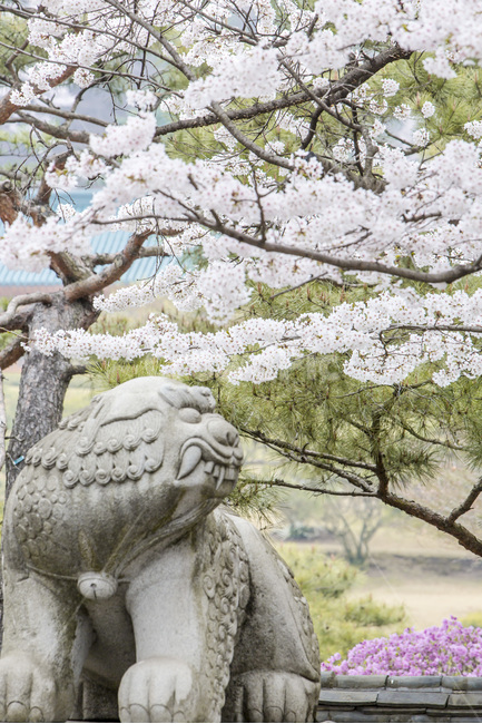벗꽃,풍경,해태상,조형물,석상,봄,봄,계절,spring,season,한국전통,한국문화,korean traditional,korean culture,조각상,동상,석상,조형물,statue,bronze statue,stone statue,plant,식물