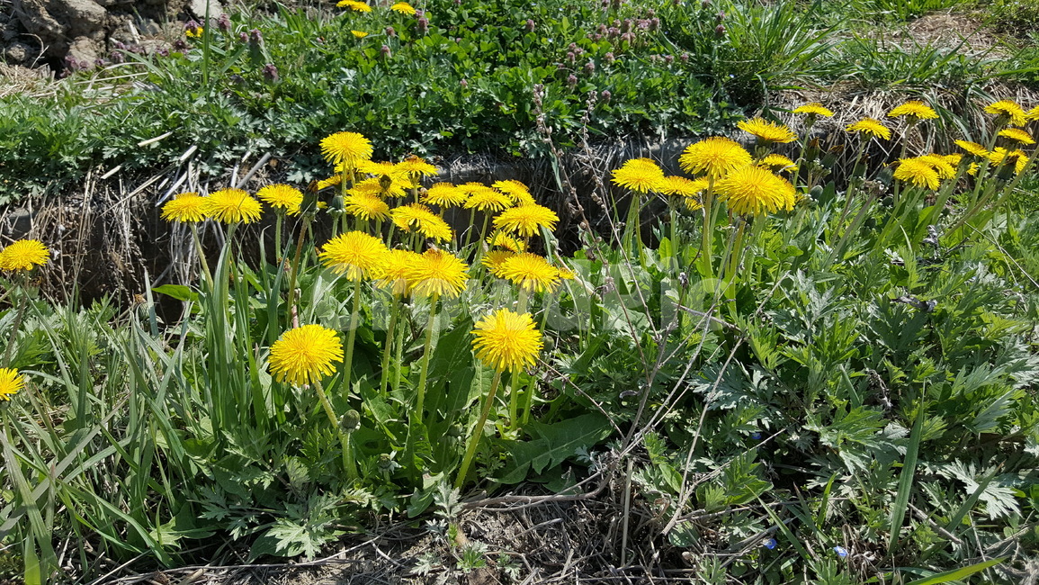 민들레,taraxacumplatycarpum,노란꽃,들꽃,벌,식물,자연,plants,nature,꽃,flower