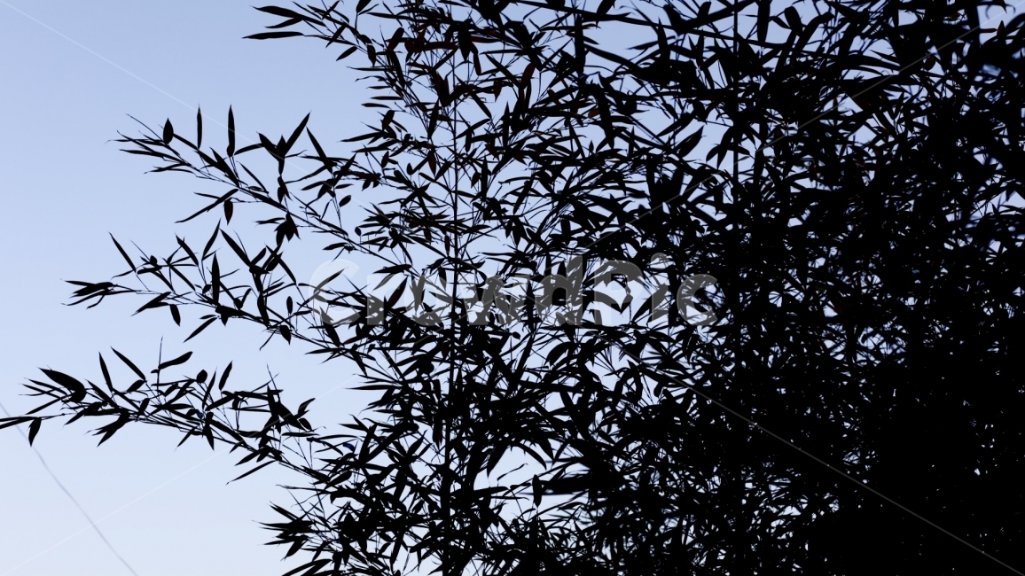 나무,하늘,나뭇잎,그림자,실루엣,식물,자연,plants,nature
