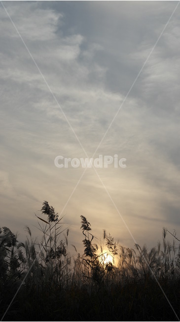 노을,갈대,가을,하늘,sunset,reed,쓸쓸,외로움,분위기,sky,fall