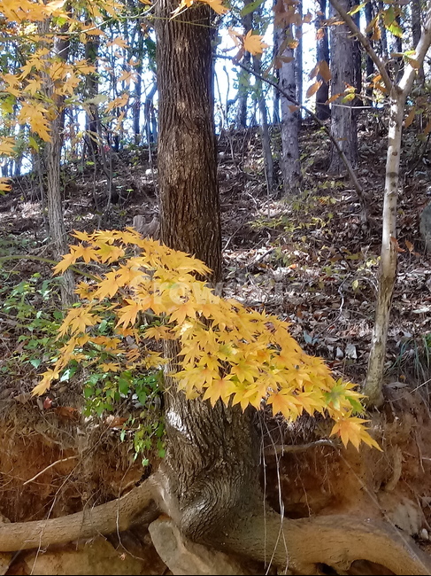 등산로,산책로,road,가을,단풍,낙엽,계절