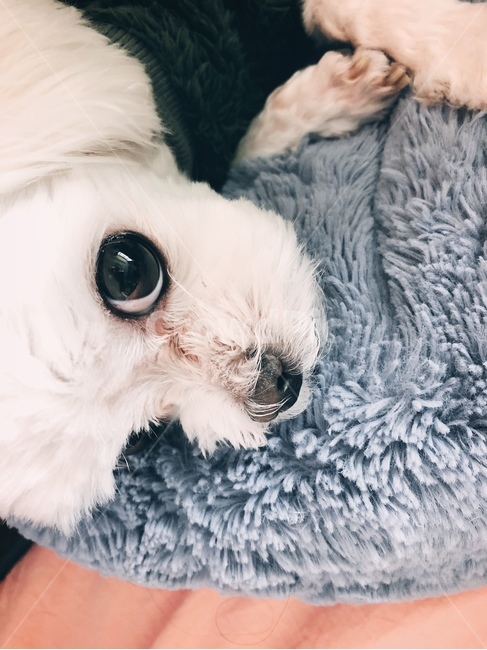 반려견,동물,말티즈,반려동물,강아지,동물,animal,포유류,mammal,개,강아지,dog,doggy