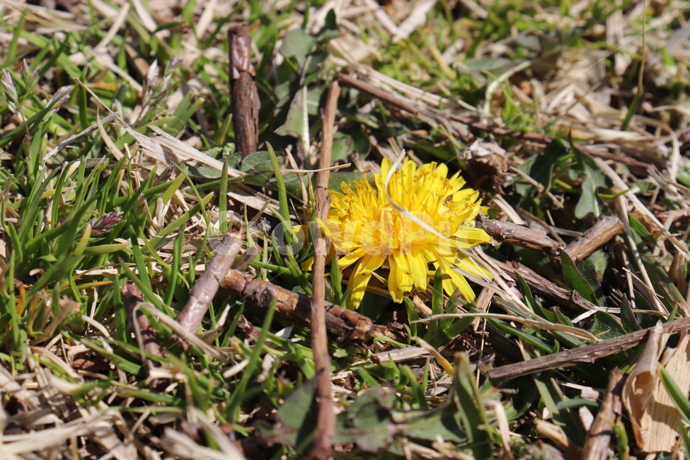 민들레,노랑색,풀,나뭇가지,dandelion,yellow,grasss,brunch