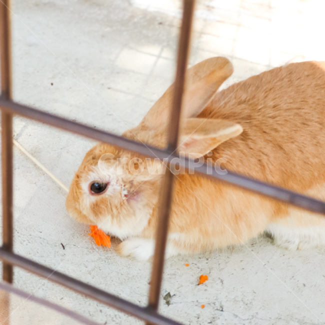 토끼,rabbit,동물,animal,당근