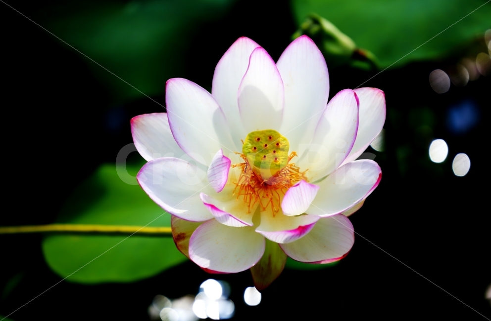 연꽃,안압지,DSLR,경주,경주연꽃,식물,자연,plants,nature,꽃,flower