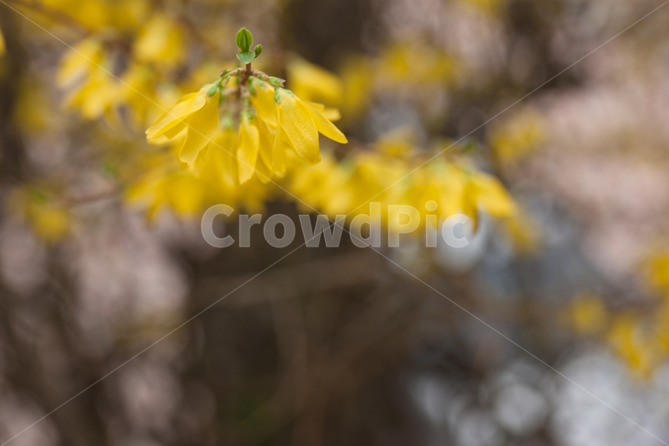 봄,꽃,개나리,spring,flower,봄,계절,spring,season,식물,자연,plants,nature,꽃,flower,plant,blossom,petal,꽃잎