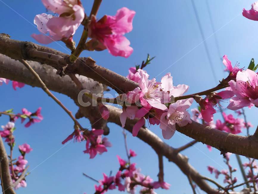 복사꽃,복숭아꽃,봄꽃,분홍색꽃,복숭아밭,들꽃,과일꽃,복숭아,식물,자연,plants,nature,꽃,flower