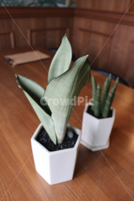 식물,화분,인테리어,plant,테이블