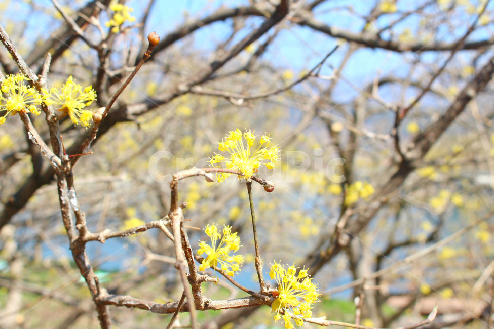 산수유,꽃,봄,하늘,자연,spring,노랑,노란색,yellow,봄,계절,spring,season,식물,자연,plants,nature,꽃,flower,plant