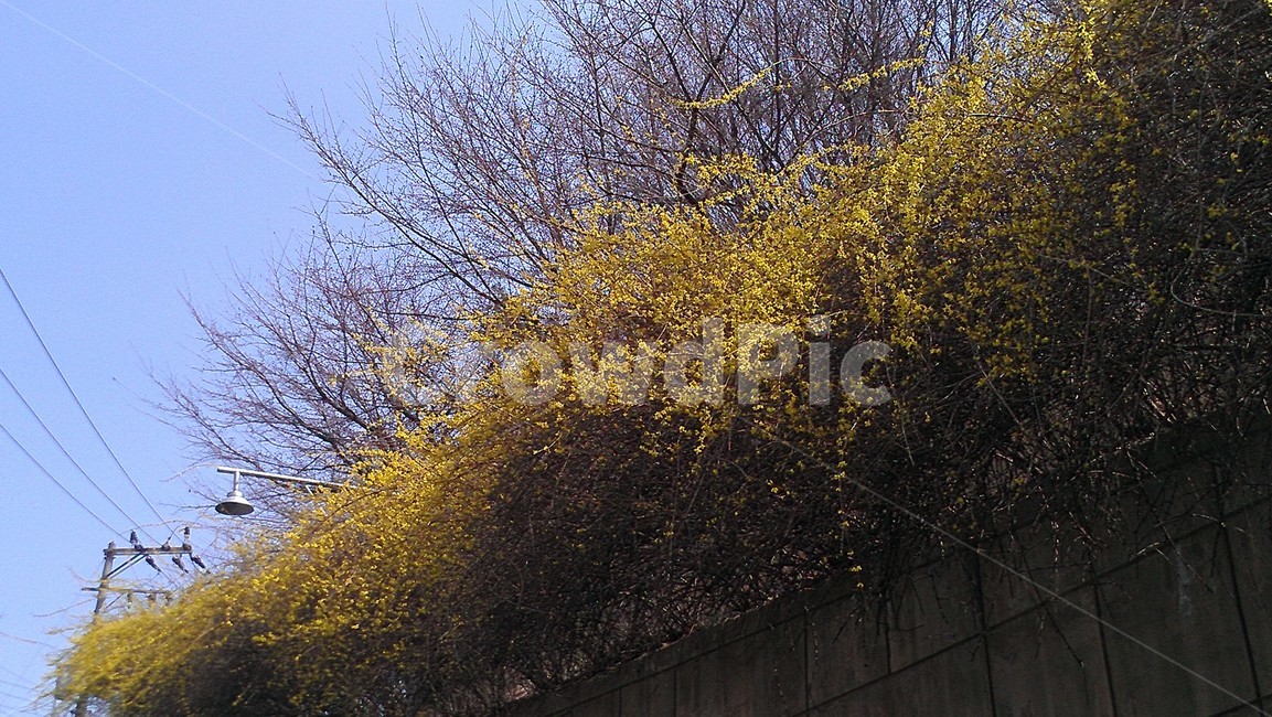 plant,식물,tree,개나리,spring
