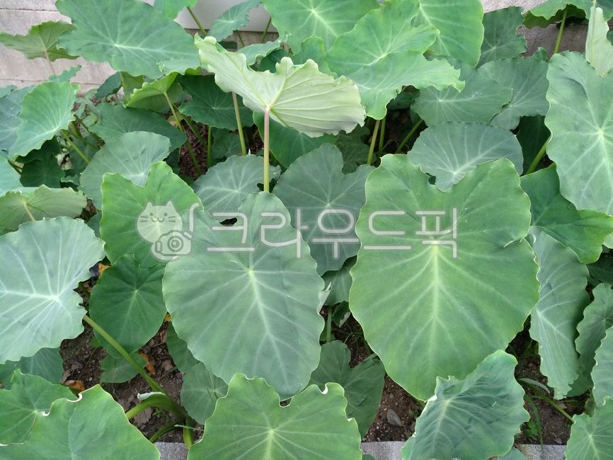 Taro cultivation,taro leaves,Taro farming,crops,taro,vegetable