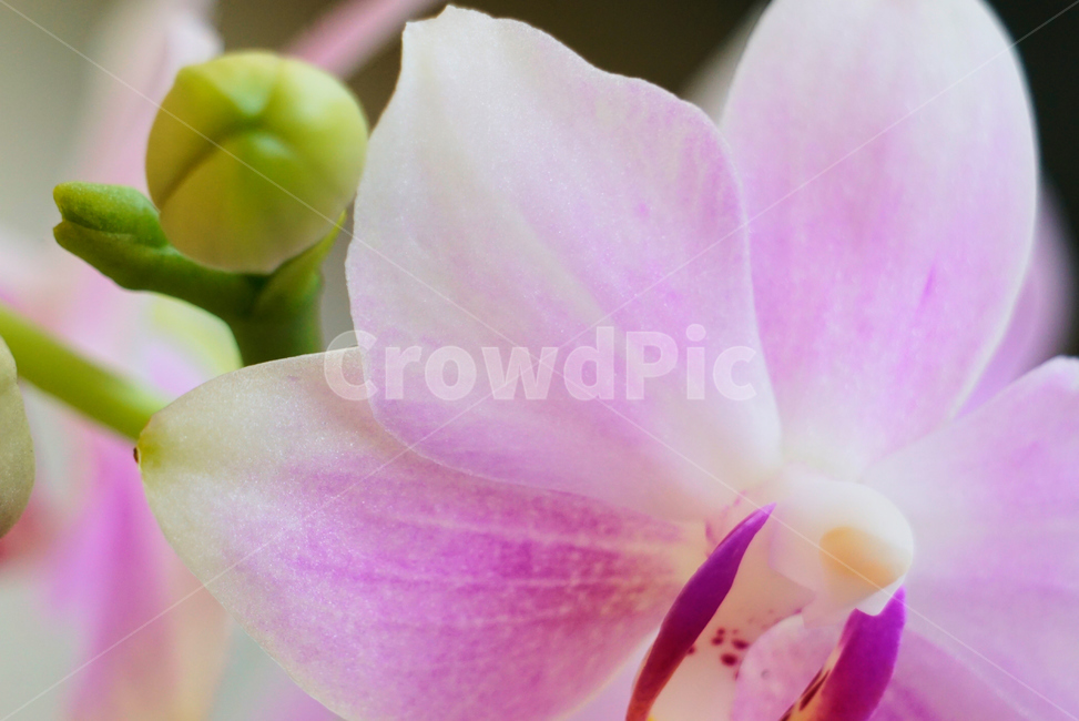 꽃,접사,생화,flower,식물,plant,nature,초접사,꽃잎,꽃,flower