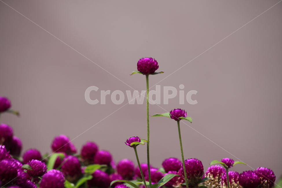 천일홍,꽃,식물,천일초,globeamaranth
