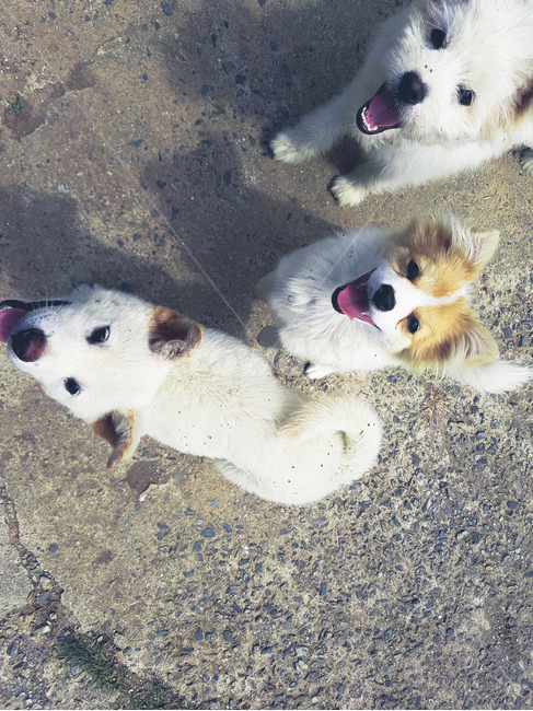 강아지,개,자연,동물,기쁨,동물,animal,포유류,mammal,개,강아지,dog,doggy