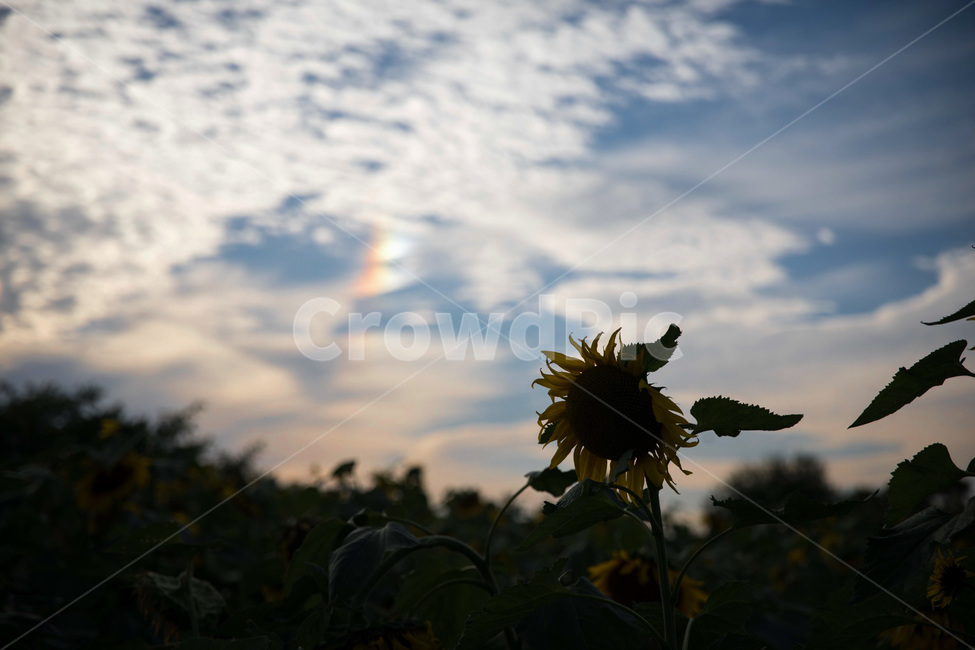 해바라기,하늘공원,무지개,풍경,하늘,구름,sunflower,rainbow,sky,cloudysky,여름,계절,summer,season,가을,fall,autumn,식물,자연,plants,nature,꽃,flower,plant
