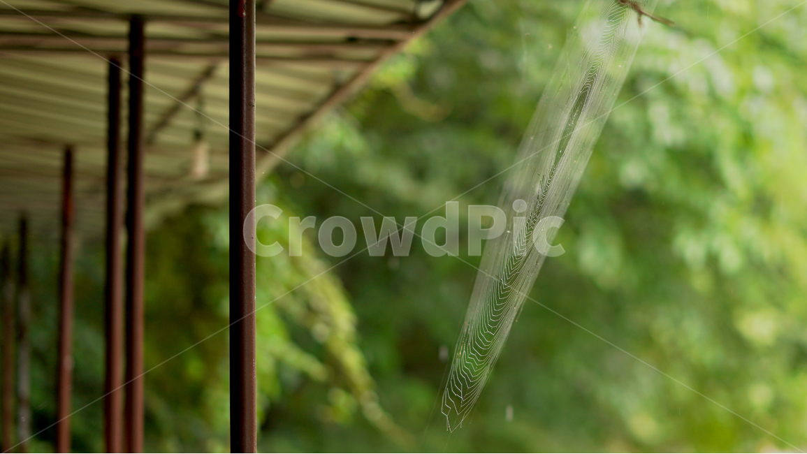 거미줄,산속,처마,비,cobweb,자연,풍경,nature,landscape