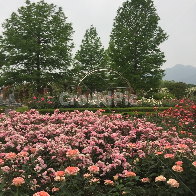 곡성장미축제,장미,우중충한날씨,예쁜꽃,꽃