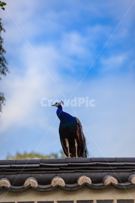 공작,동물원,깃털,자연,길,동물,animal,조류,새,birds