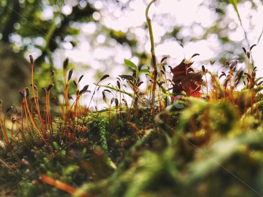 자연,습지,식물,산,풀,식물,자연,plants,nature