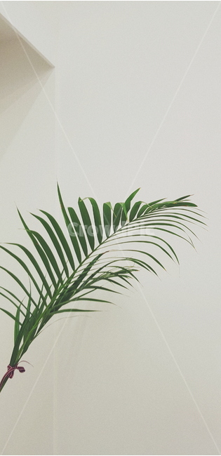 식물,plant,tree,감성,보태니컬