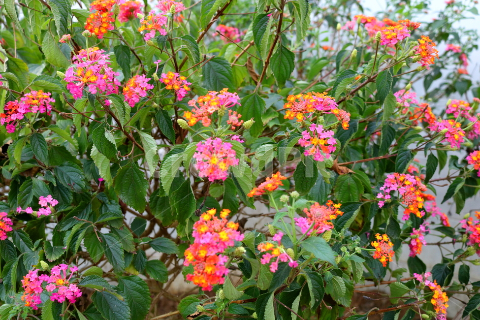 란타나,꽃,란타나꽃,식물,나무,자연,마편초과,식물원,식물,자연,plants,nature,꽃,flower