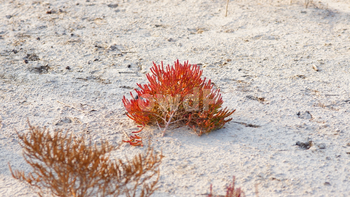 나무,근접촬용,작은나무,미니어처,마이크로촬영,식물,자연,plants,nature
