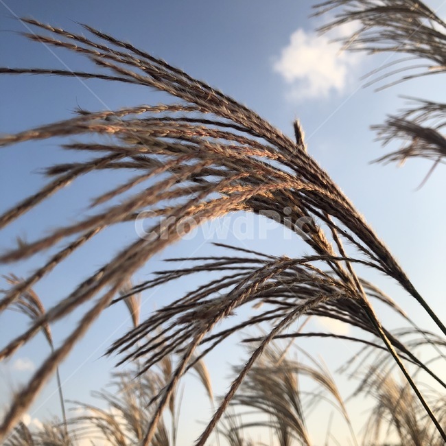 갈대,억새,하늘,노을,자연,가을,계절,fall,autumn,season,grass,잔디,plant,식물,animal,동물,bird,새,lawn,reed