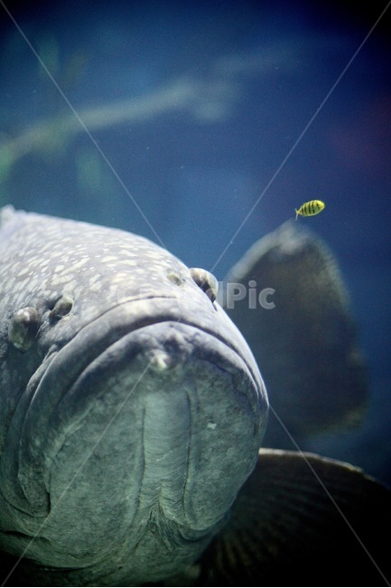 물고기,수족관,수중생물,아쿠아리움,aquarium,fish,동물,animal,어류,물고기,fish